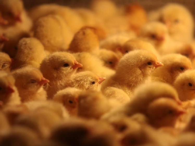 Krajowa Rada Drobiarstwa - członkiem International Poultry Council